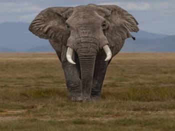2 Nights 3 Days Maasai Mara Game Reserve