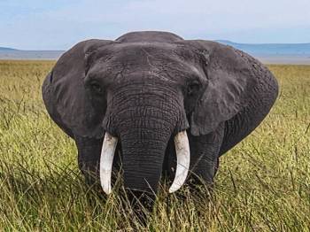Amboseli National Park Kenya Budget Safari