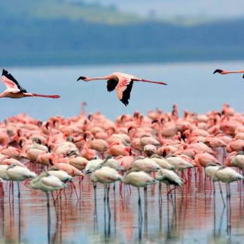 5 Days Lake Nakuru - Maasai Mara Tour