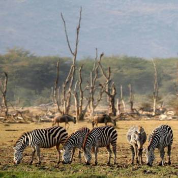 2 Days Olorgesailie Museum - Lake Magadi Tour