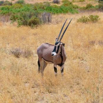 3 Days Tsavo West National Park Tour
