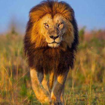 11 Days Kenya Safari Tour