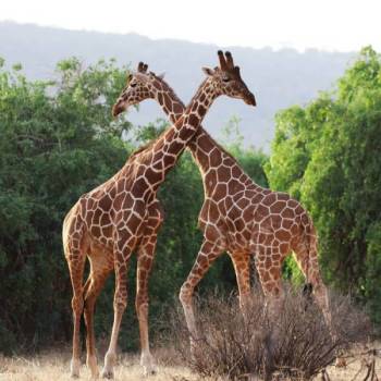 3 Days Samburu Game Reserve Tour