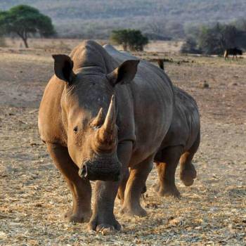 7 Days Tanzania Showcase With Serena Tour
