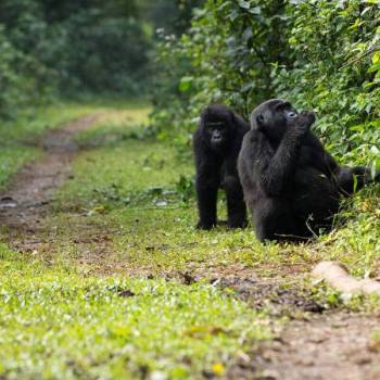 11 Days Gorilla Trekking Expedition Tour