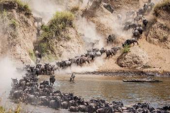 4 Days Great Migration in Maasai Mara and Lake Nakuru Safari