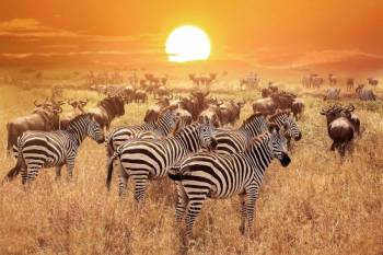 Serengeti Experience Getaway - A 2-Night Safari Adventure Tour