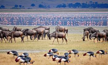 3 Night 4 Day Serengeti Safari - Ngorongoro Crater Package