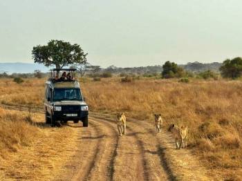 3 Days - 2 Nights Serengeti Safari Tour From Zanzibar