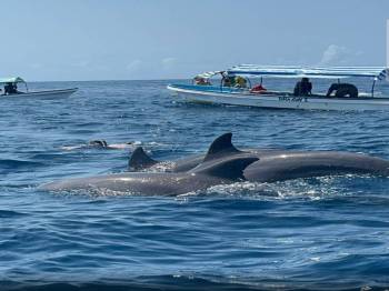 Mnemba Atoll Boat Excursion