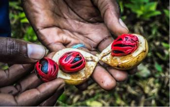 Spicy Farm Tour - Stone Town City Tour + Prison Island (including Local Lunch At Spice Farm)