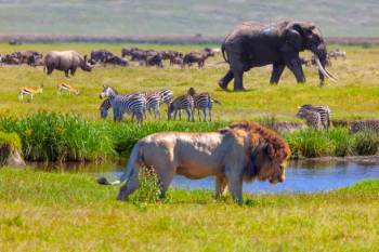 Serengeti Migration Safari - 7 Days Tour