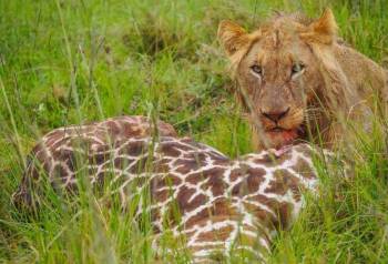 05 Days Big Five Safari Kenya Tour