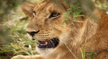 6 days Serengeti Migration Safari Tour Package in Tanzania
