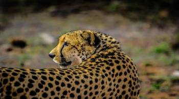 7 days Tanzania Serengeti Migration Safari Tour package in 2023,2024 and 2025