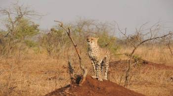 7 Days Tanzania mid-range Lodge Safari - Serengeti Migration