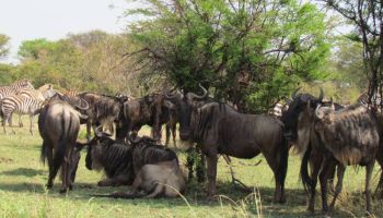 6-Day Luxury Western Serengeti Safari – Migration Experience.