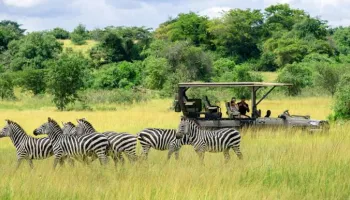 10 Days Luxury Southern Circuit Safari With Mafia Island Bliss Tour