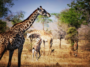 Tanzania Grand Southern - Western Circuit Safari Tour