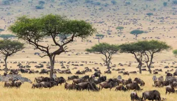 Legacy Great Migration Luxury Safari Kenya - Tanzania Tour