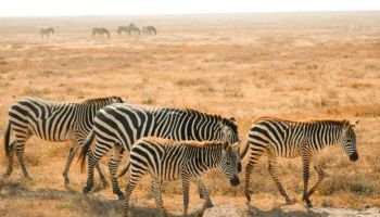 Crown Jewels of Africa Safari - Masai Mara - Serengeti Tour