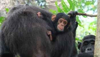 Queen Elizabeth Wildlife - Gorilla Trekking Adventure Tour