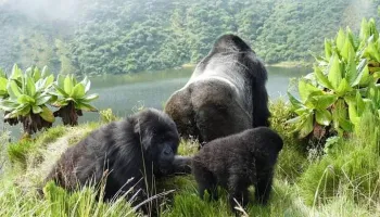4-Day Rwanda Majestic Gorillas & Scenic Lake Tour