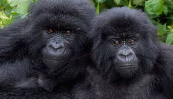 Rwanda Majestic Gorillas - Scenic Lakes Tour