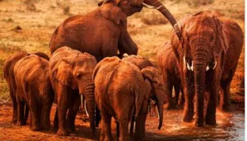 3-Day The Red Giants of Tsavo Sanctuary