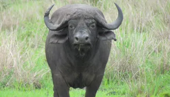 Day Excellent Opportunity Touring Nyerere National Park