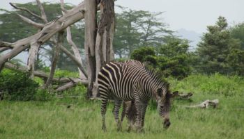 10-Day Unforgettable Southern Circuit & Bolt into Zanzibar