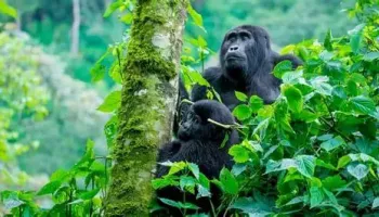 3-Day The Ultimate Bwindi Gorilla Adventure