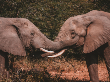 2 Days Mikumi National Park Safari - Maasai Boma Visit