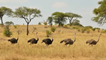 Serengeti Wildebeest Migration Safari Tour