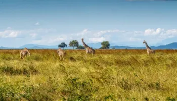 Safari Explore Southern Circuit Tour