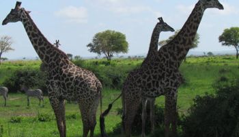 2 Days Mikumi National Park Safari - Maasai Boma Visit