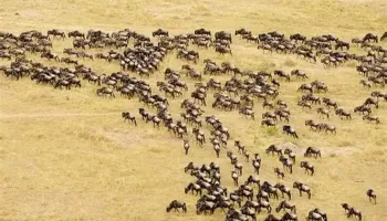 Serengeti Wildebeest Migration Safari Tour
