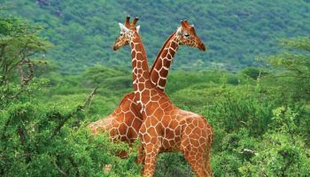 2-Day Lake Naivasha, Hell’s Gate & Crater Lake Safari