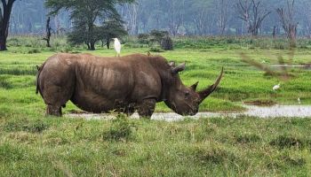 2-day Amboseli Safari Private Tour from Nairobi