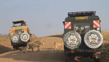 1-Day Nairobi National Park Safari