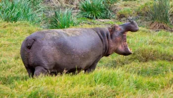 1 Day Ultimate Lake Naivasha & Hell's Gate Day Safari