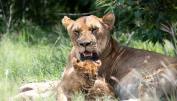 1 Day Amboseli National Park Safariate Day Safari