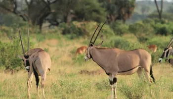 4 Days Ol Pejeta & Samburu Private Ke4 Days Ol Pejeta & Samburu Private Kenya Safarinya Safari