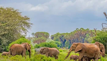 5-Days Maasai Mara, Lake Nakuru and Lake Naivasha Group Joining Safari