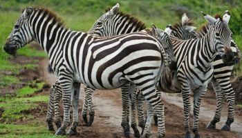 5-Day Kenya Safari Big 5 Wildlife, Great Migration & Rift Valley Experience