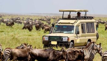 6 Days Kenya Group Joining Safari Masai Mara  Lake Nakuru Amboseli