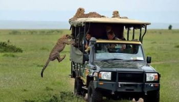7-Day Kenya Safari: Samburu, Great Rift Lakes & Masai Mara Adventure