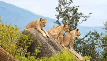 7-Day Kenya Safari: Maasai Mara, Nakuru, Amboseli & Tsavo Adventure