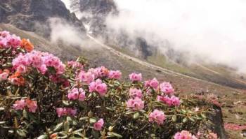 8 Days Darjeeling - Pelling - Gangtok Tour