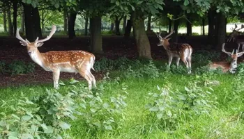 Forest Of Dooars 3 Nights - 4 Days Tour